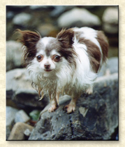 Fluffy wet dog